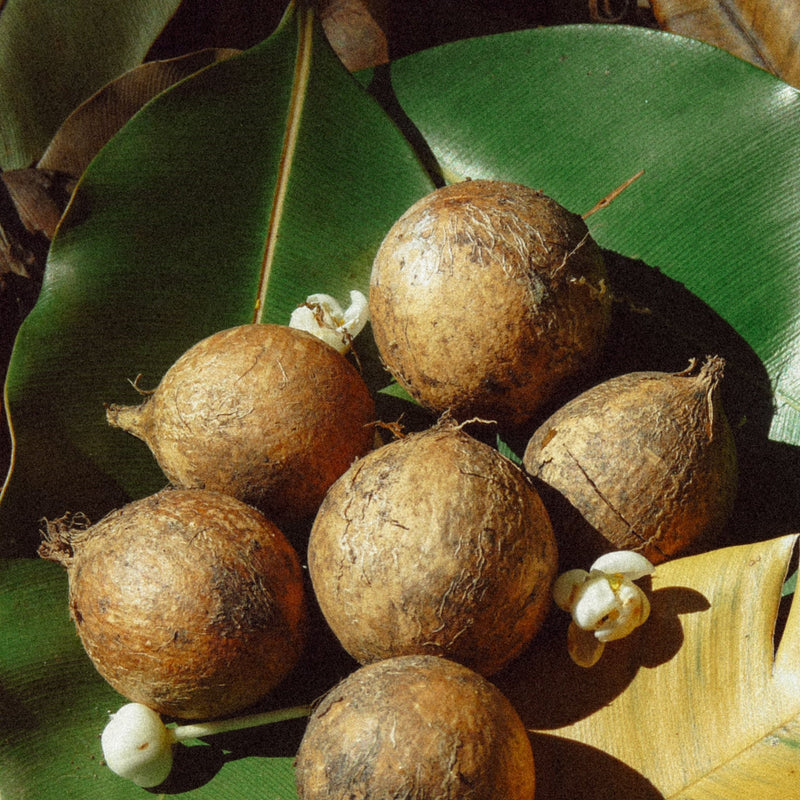 Tamanu Oil: Nature’s Green Gold