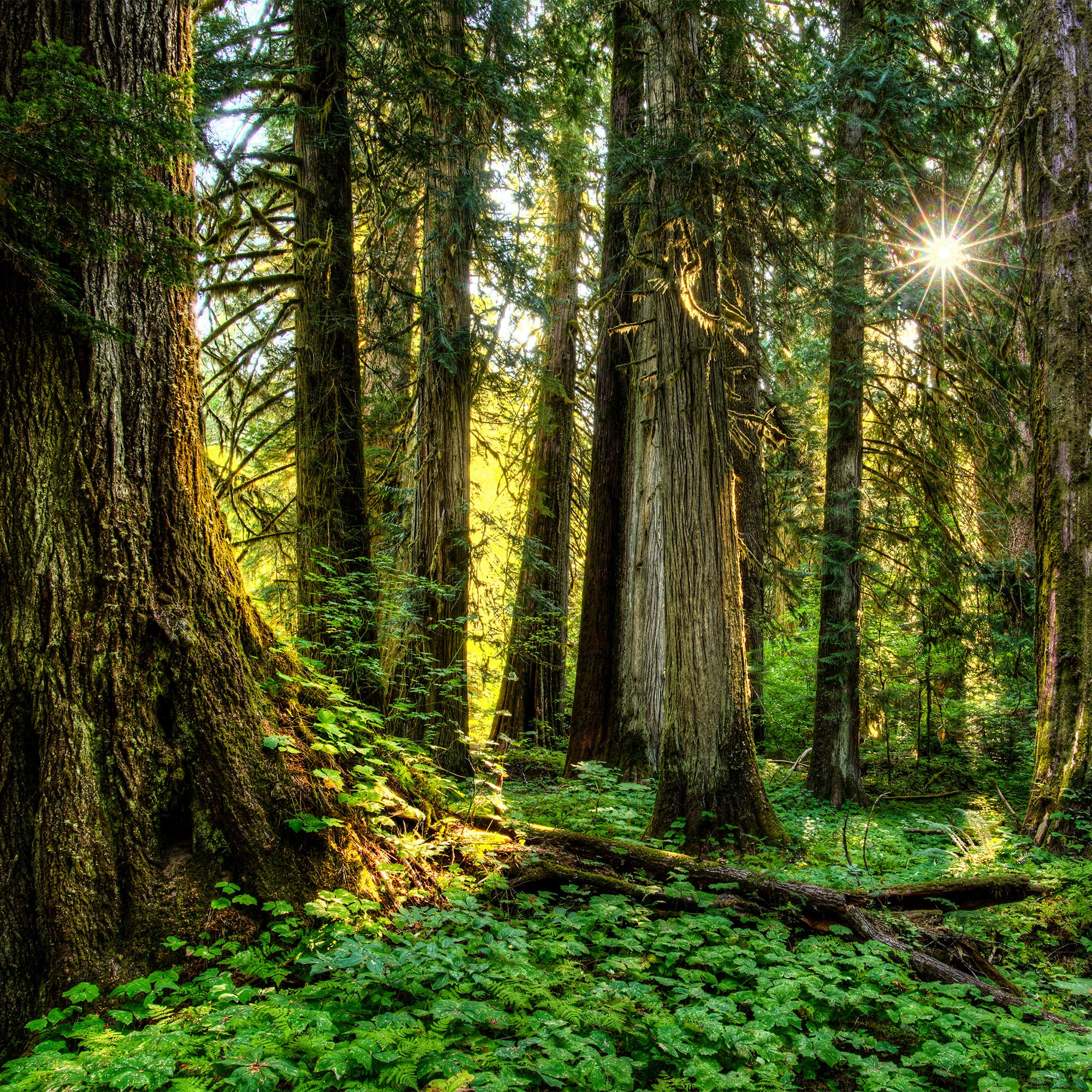 Key Igredients Image