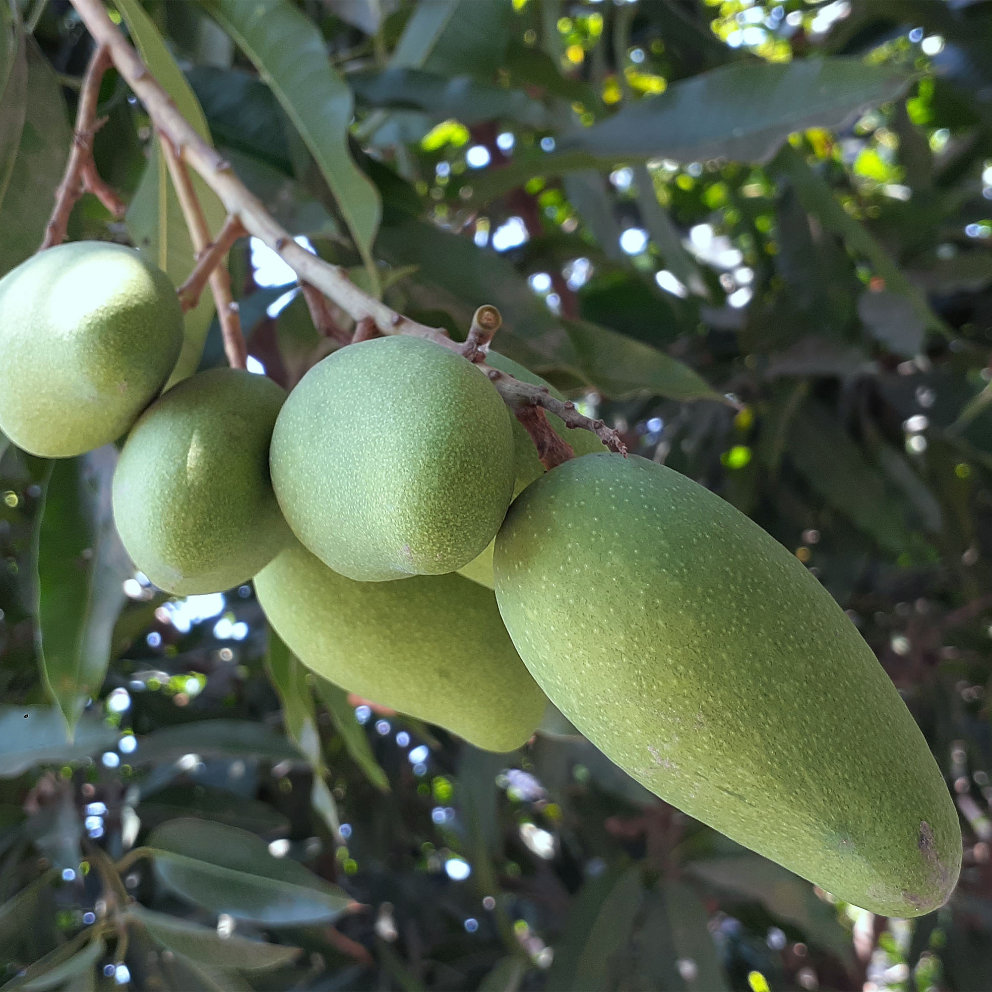 Key Igredients Image